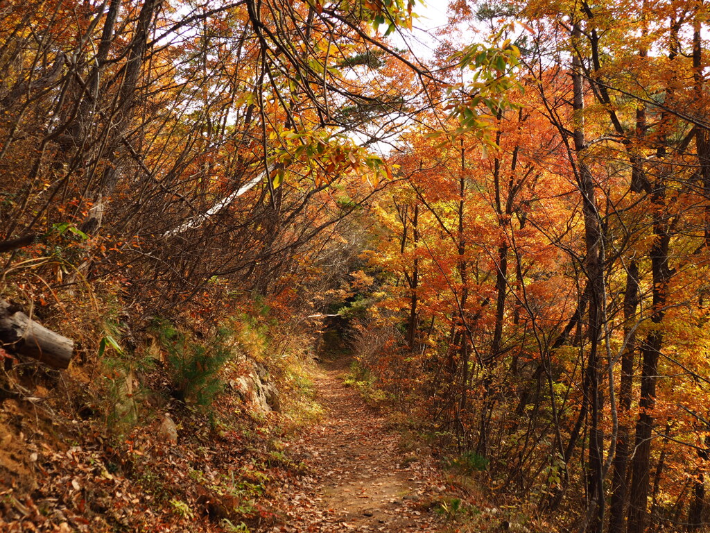 晩秋の富神山　山頂までの散歩道