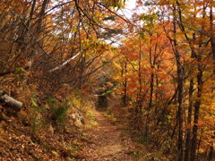晩秋の富神山　山頂までの散歩道