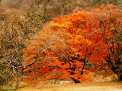 夏井川渓谷の柿と紅葉