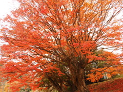 夏井川渓谷の紅葉