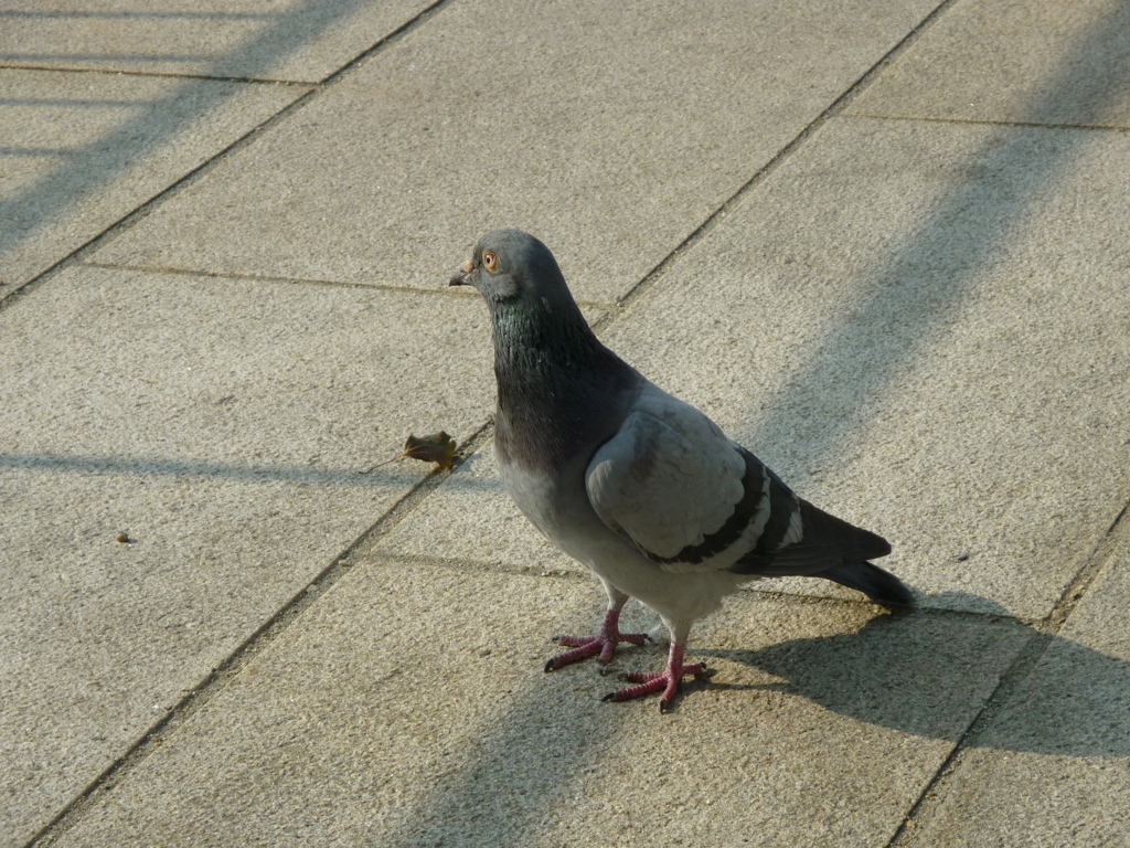 都会の鳩君