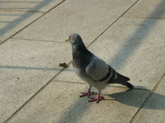 都会の鳩君