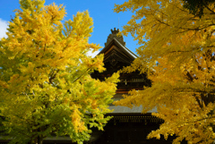 本誓寺の紅葉