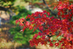ひかりに染まる赤