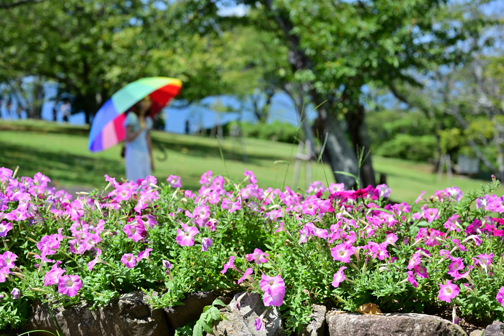 虹の木陰、花の午後。