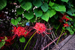 道端のヒガンバナ