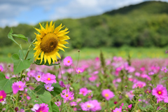 コスモスとヒマワリの共演
