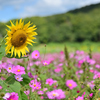 コスモスとヒマワリの共演