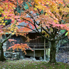 晩秋の黄葉亭