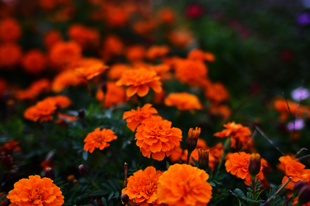 溢れるオレンジ