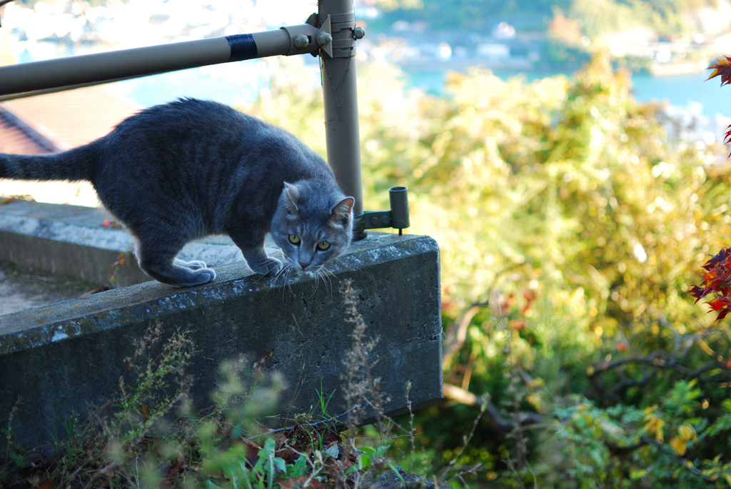 坂の途中の小さな出会い