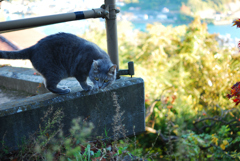 坂の途中の小さな出会い