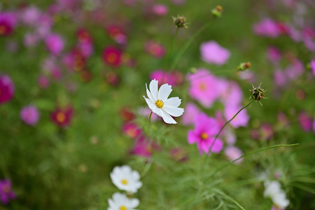白いコスモス