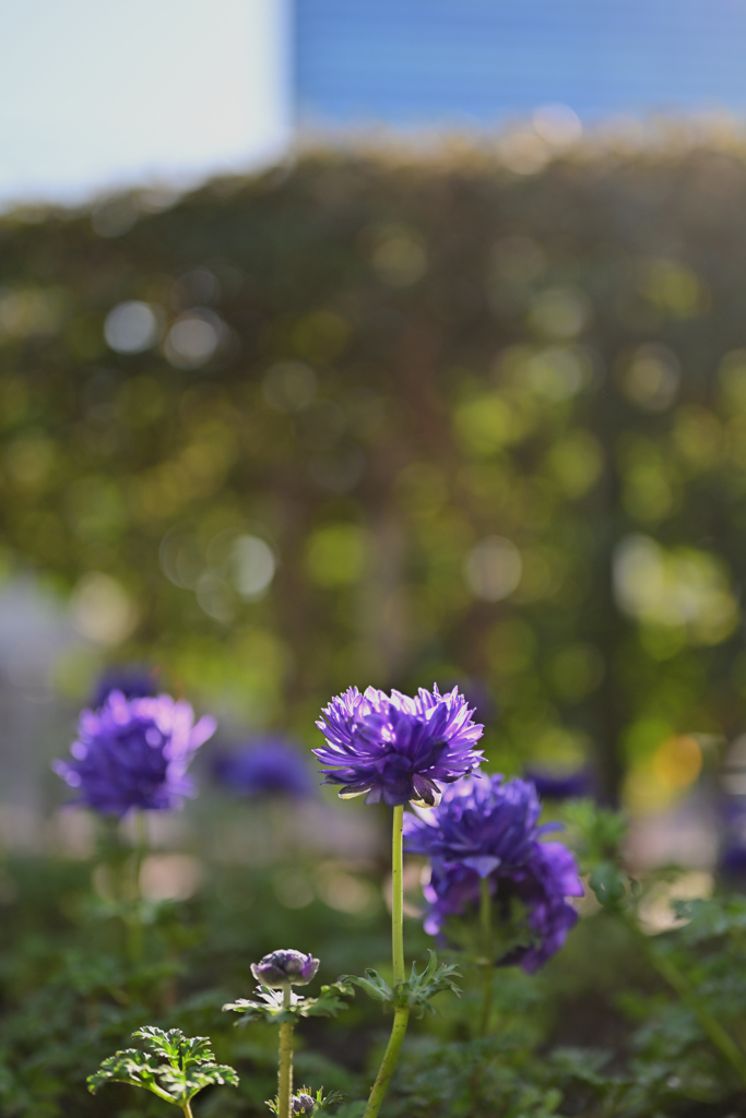 駅前に咲く、ひとしずくの紫