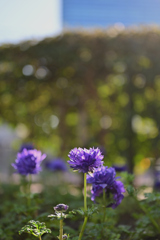 駅前に咲く、ひとしずくの紫
