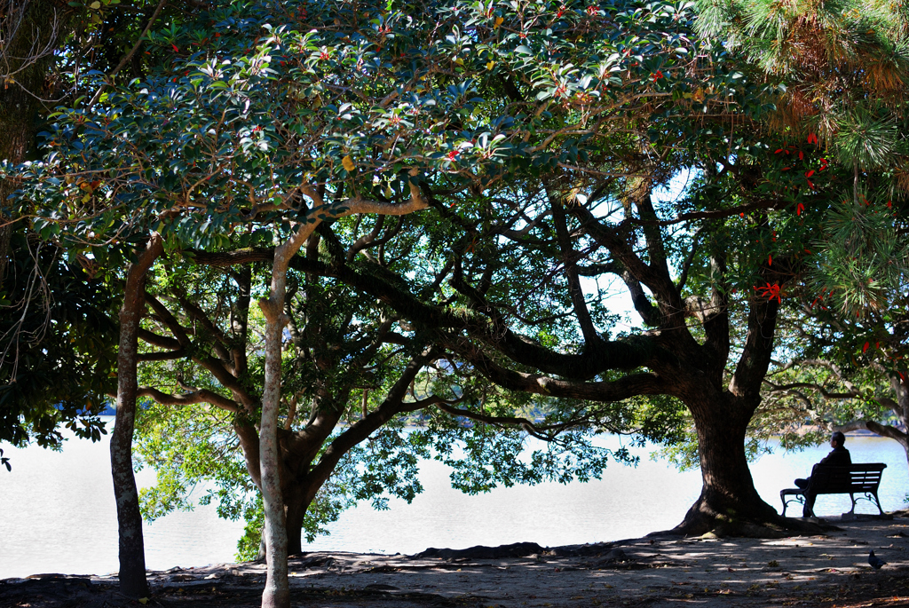 木陰のベンチで