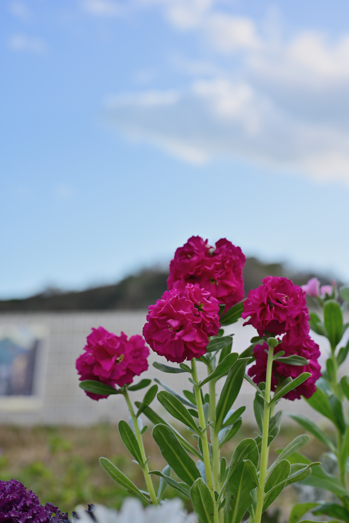 海沿いの道で、目に留まったもの