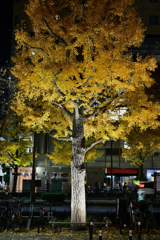 灯りに染まる黄葉