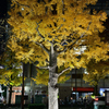 灯りに染まる黄葉