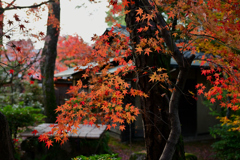 秋彩の大原本邸