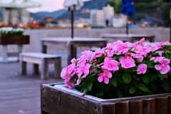 港風にほどける色