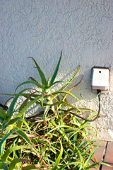 アース線とアロエ