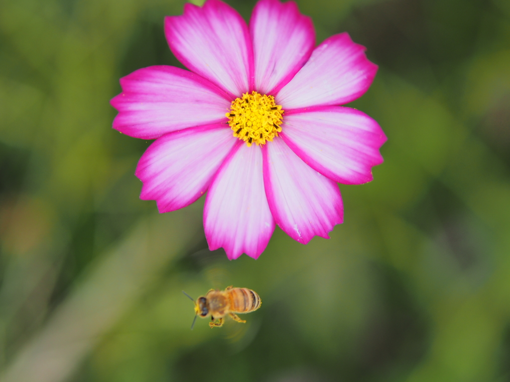 コスモスとハチ