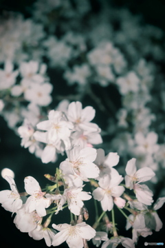 夜桜