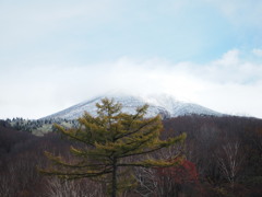 冠雪と紅葉（八甲田）