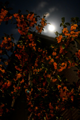 キンモクセイと月