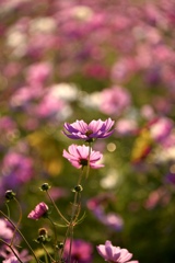 キラキラコスモス