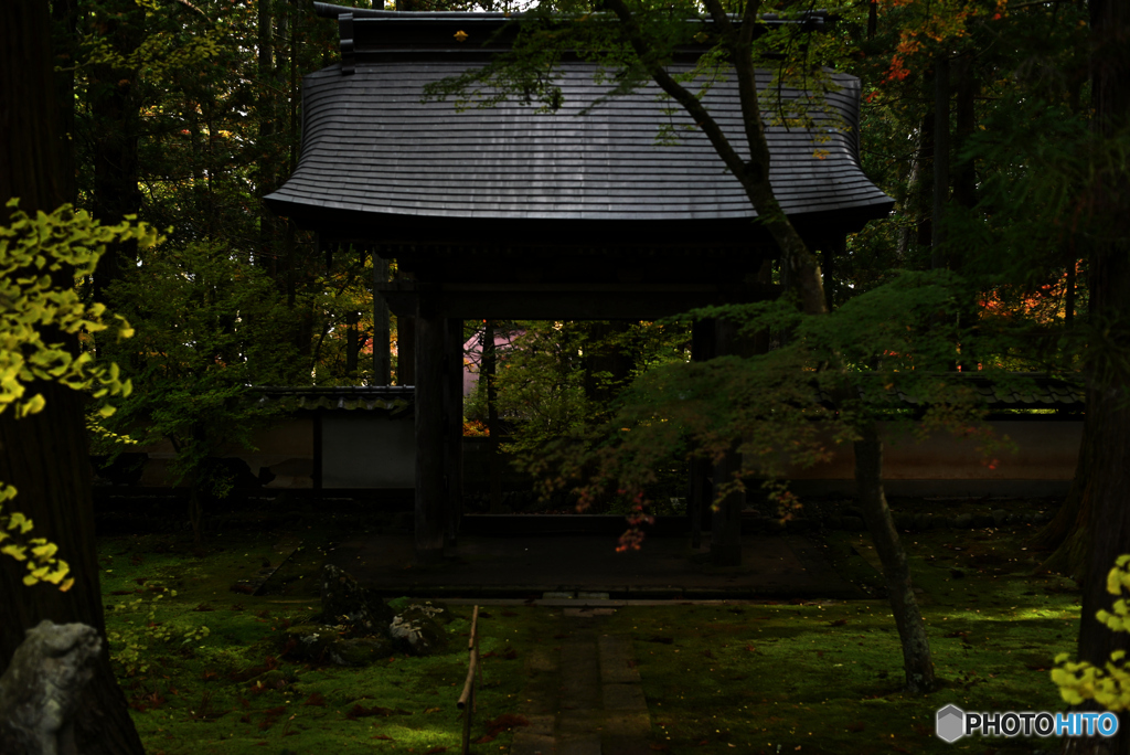 わずかに陽さす苔敷地