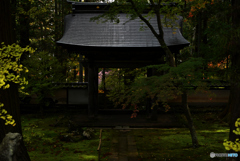 わずかに陽さす苔敷地