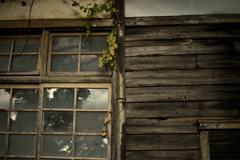 大樹を見守る廊下窓