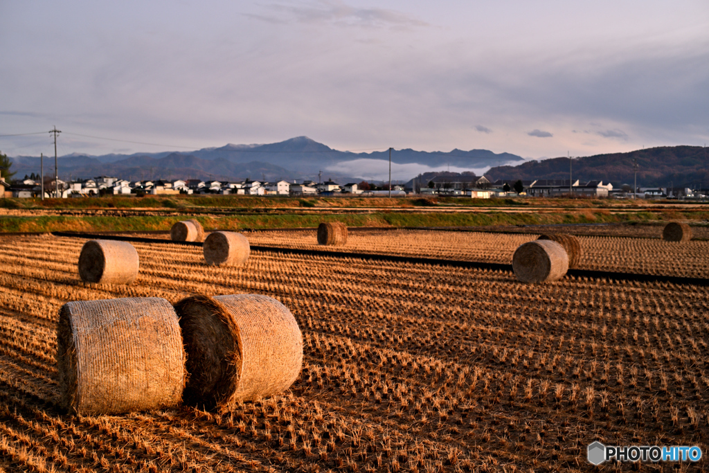 夕光に包まれた五郎兵衛米ロール