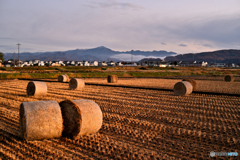 夕光に包まれた五郎兵衛米ロール