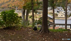 くろねこの縁側