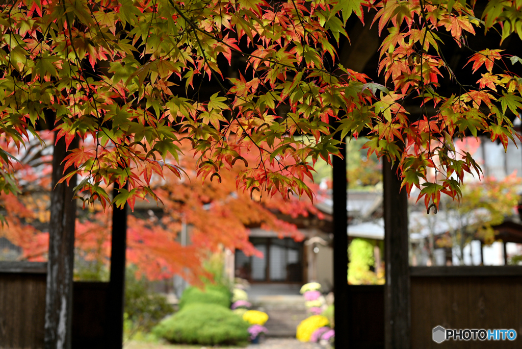 千代紙模様のもみじ