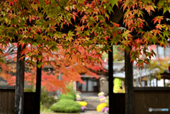 千代紙模様のもみじ