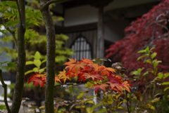 箇所に色付く紅葉