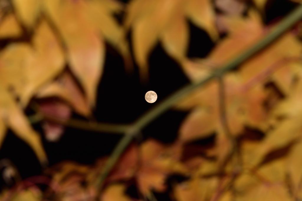 晩秋のスーパームーン