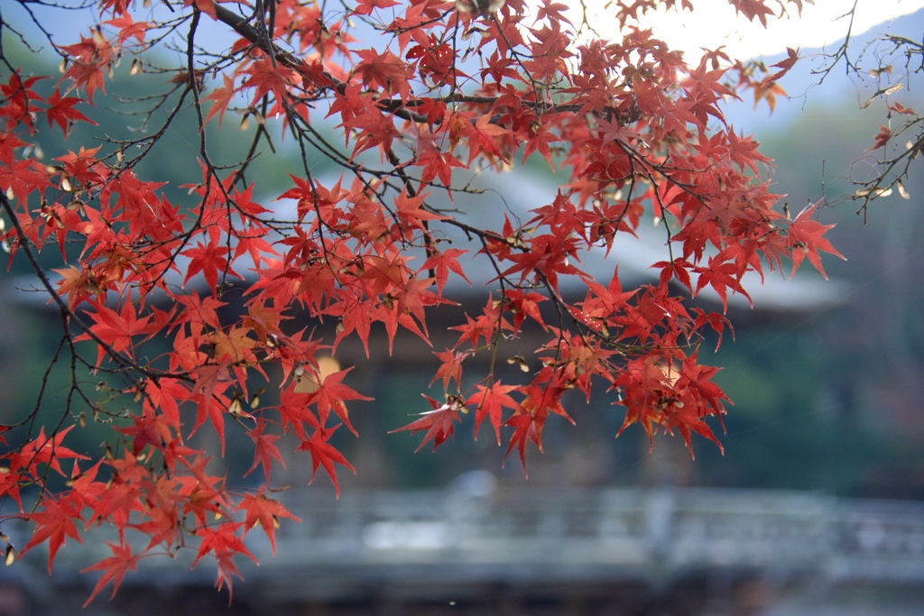 浮御堂を背景に