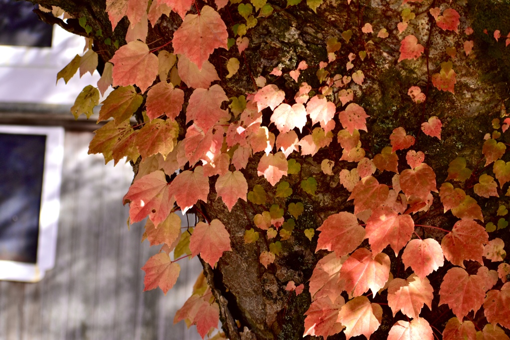 高野山、蔦も紅葉