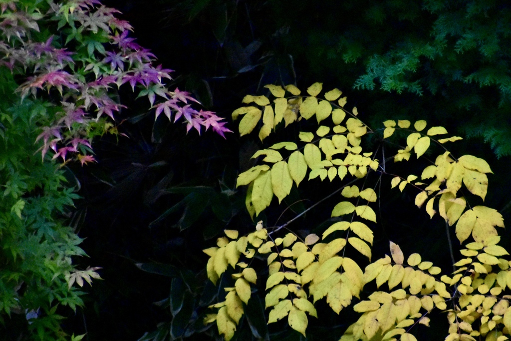 高野山紅葉パープルもみじ