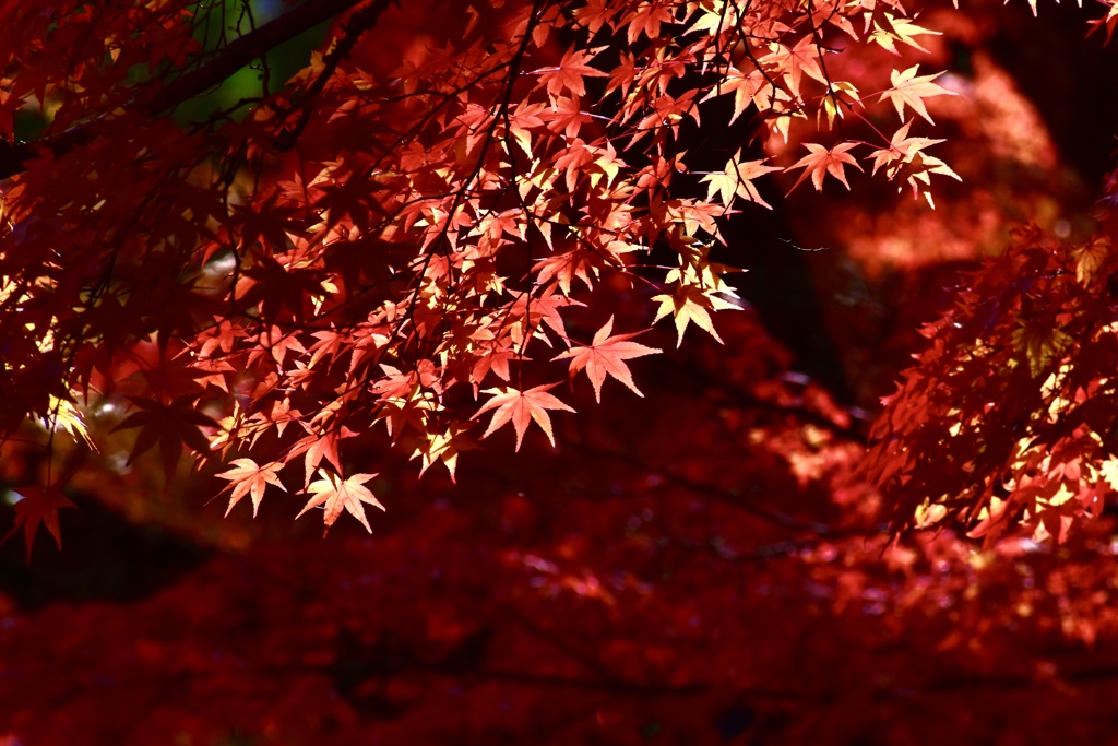 高野山、紅葉4