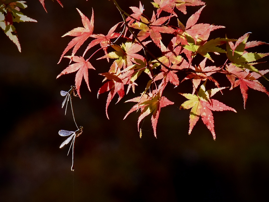 延命寺　紅葉に糸蜻蛉