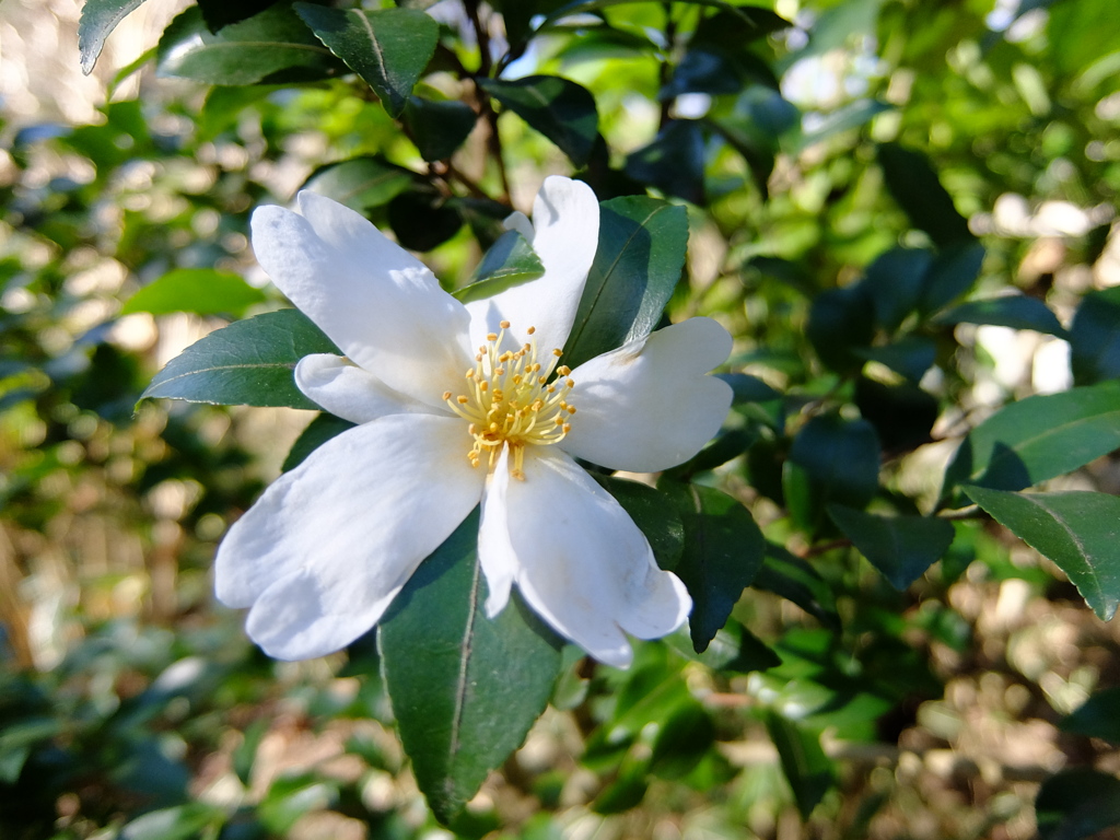センサーが小さいのにちょいボケ
