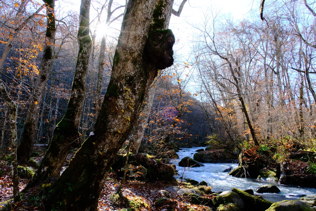 初冬の陽だまり