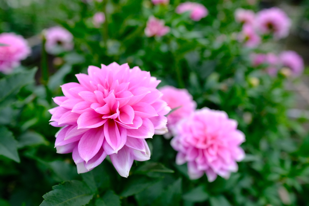 色鮮やかなダリア