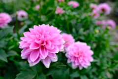 色鮮やかなダリア